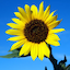 sunflowerjewels.com
